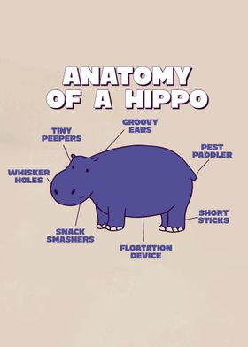 Hippo Anatomy
