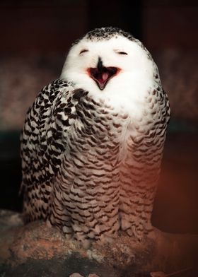 Artistic smiling owl