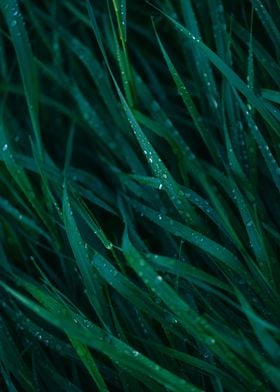 Green grass with raindrops