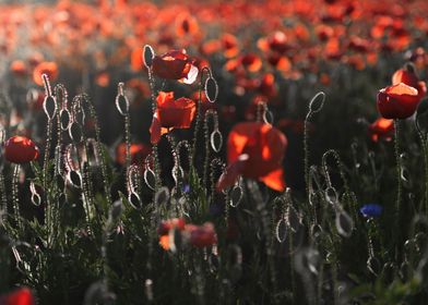 A field of red poppies