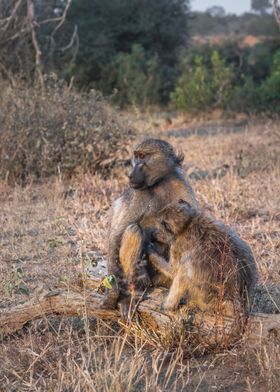 Chacma baboons grooming