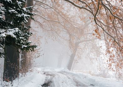 Winter landscape and trees