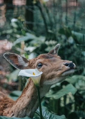 Deer Flower Bambi