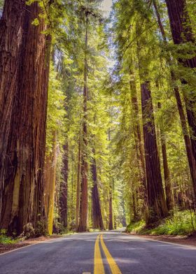 Redwoods