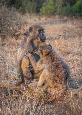 Chacma baboons grooming