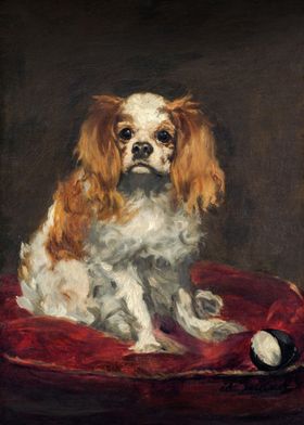 A King Charles Spaniel