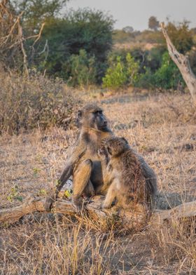 Chacma baboons grooming