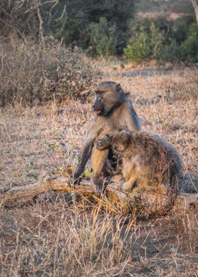 Chacma baboons grooming