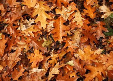Many autumn leaves on grou