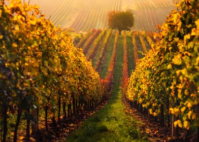 Moravian vineyards