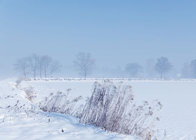 Winter landscape and trees