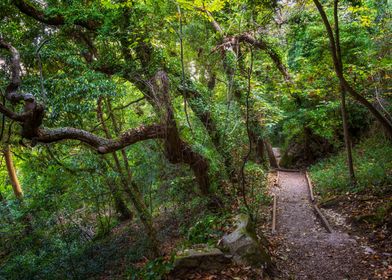 Sintra Forest In Portugal