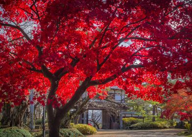 Red maple tree japan