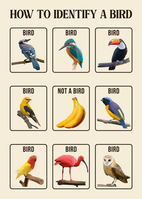 How To Identify A Bird