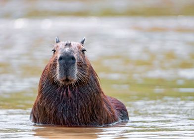 Capybara