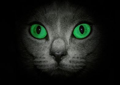 Green eyes of a cat