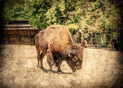 Animal Buffalo