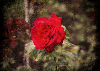 Red Rose Grunge