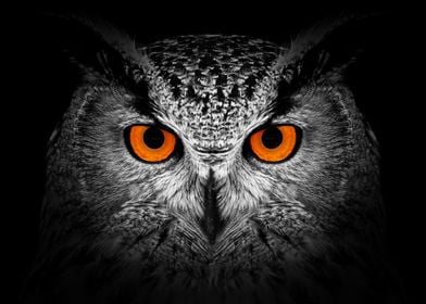 Owl on black