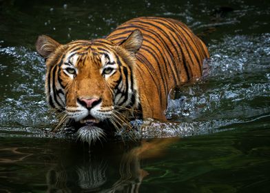 Malayan Tiger in water