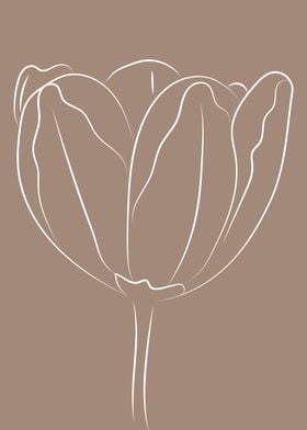 Botanical tulip flower