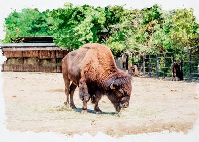 Buffalo Watercolor