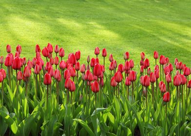 Colorful Tulips 