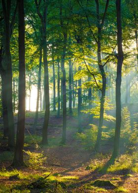 Light in a Forest