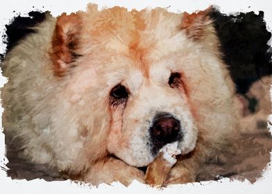 Dog Chow Chow