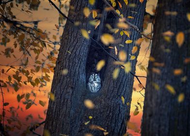 Autumn tree and white owl