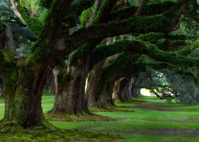 Old growth row of trees