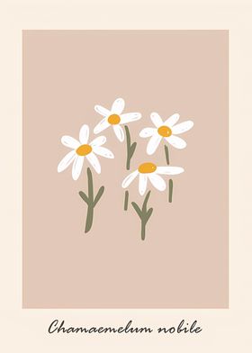 Flower market chamomile