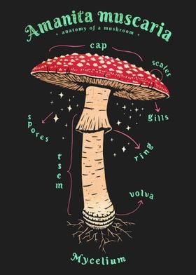 Mushroom Antomy