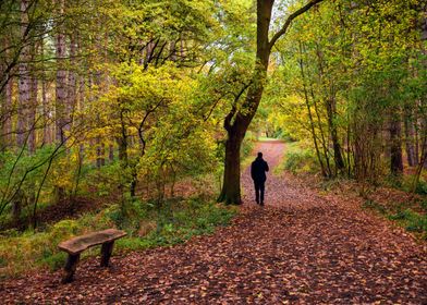 Walking in the Woods