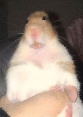 Hamster Meme