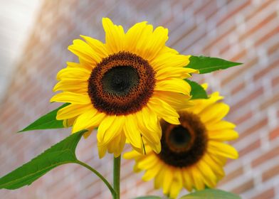 Sunflower Perfection