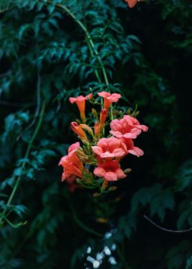 Pink Flower