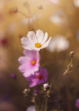 White and pink flowers