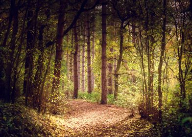 Sun Rays in a Forest