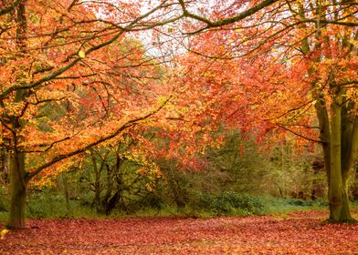 Autumn Tree Frame