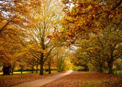 Autumn Path