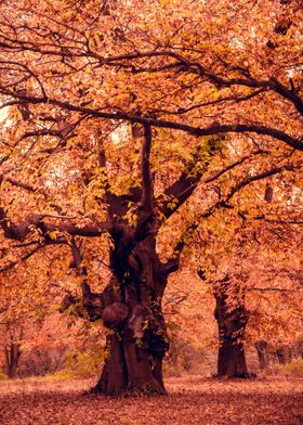 Pink Autumn