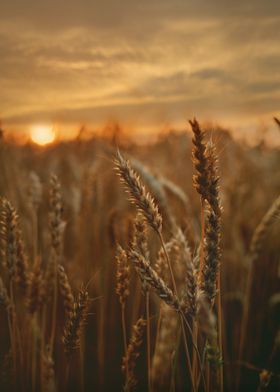 Agricultural Beauty