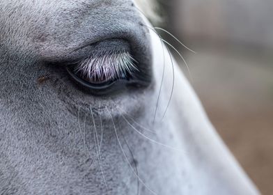  sweet white horse eye  