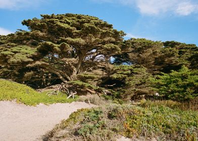 Big Sur California Trees