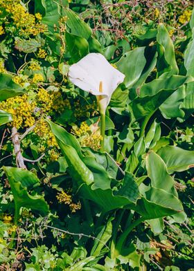 Big Sur California Lilies