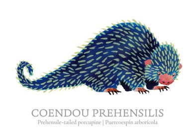 Prehensiletailed Porcupine