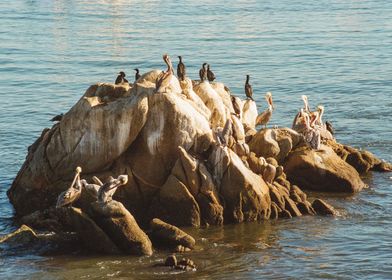Monterey Bay Pelicans