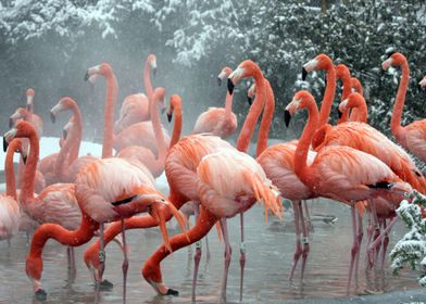 Flamingos in the snow