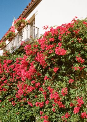 Carmel California Flowers